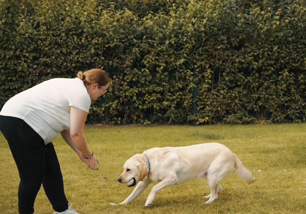 http://A%20woman%20plays%20with%20a%20yellow%20Labrador%20on%20a%20grassy%20area,%20with%20the%20dog%20running%20towards%20her.
